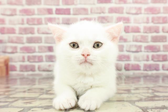 埼玉県のブリティッシュショートヘアー (Coo&RIKU大宮店/2024年2月20日生まれ/女の子/ホワイト)の子猫