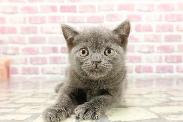 北海道のブリティッシュショートヘアー (Coo&RIKU札幌西店/2024年2月27日生まれ/男の子/ブルー)の子猫