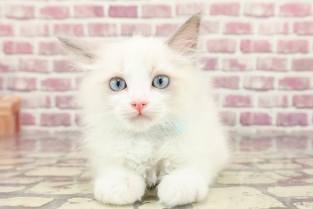 島根県のラグドール (Coo&RIKU出雲店/2024年2月22日生まれ/男の子/ブルーポイントバイカラー)の子猫