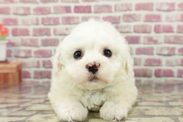 神奈川県のビションフリーゼ (Coo&RIKU横須賀店/2024年2月26日生まれ/男の子/ホワイト)の子犬