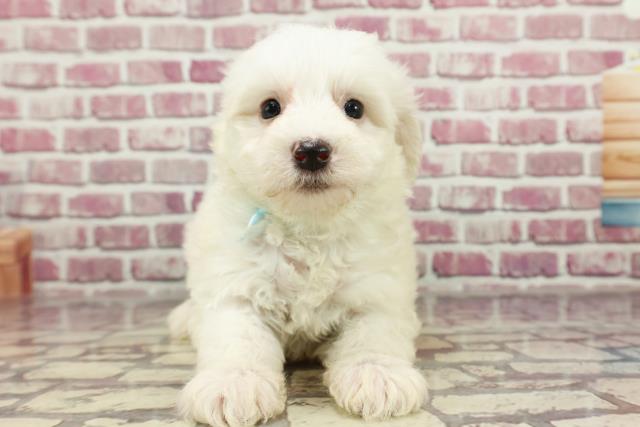 福岡県のハーフ犬 (Coo&RIKU大牟田店/2024年2月25日生まれ/男の子/ホワイト)の子犬