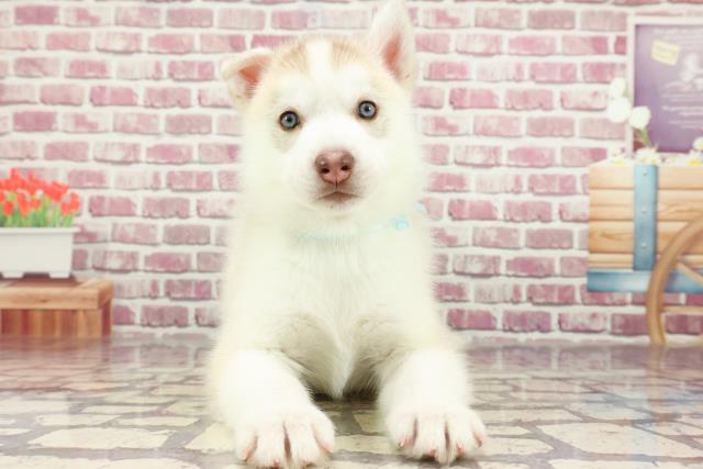 群馬県のシベリアンハスキー (Coo&RIKU伊勢崎店/2024年2月27日生まれ/男の子/レッドホワイト)の子犬