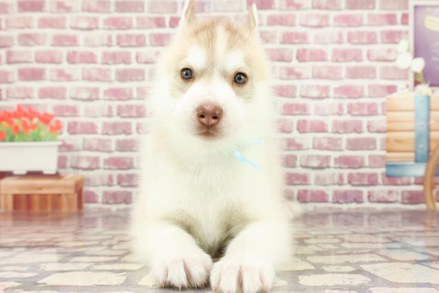 長野県のシベリアンハスキー (Coo&RIKU長野店/2024年2月27日生まれ/男の子/レッドホワイト)の子犬