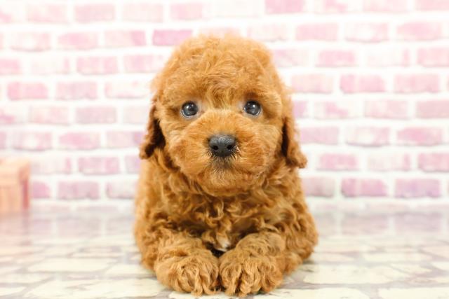 東京都のトイプードル(トイ) (Coo&RIKU練馬店/2024年2月17日生まれ/女の子/レッド)の子犬