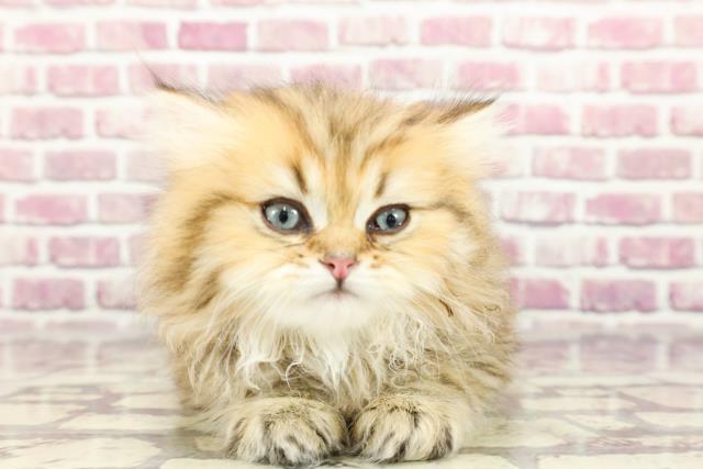 群馬県のペルシャ (Coo&RIKU伊勢崎店/2024年2月25日生まれ/女の子/チンチラゴールデン)の子猫