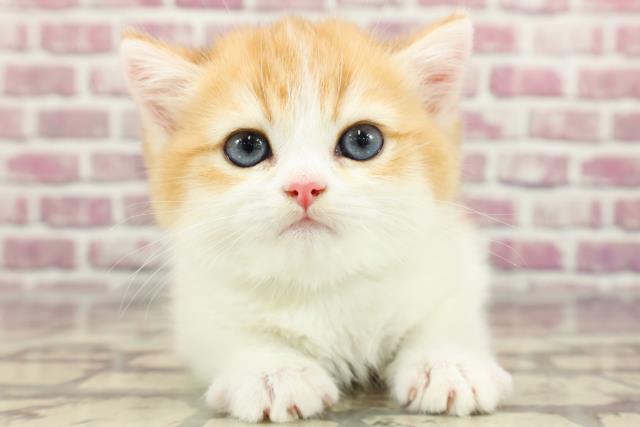群馬県のブリティッシュショートヘアー (Coo&RIKU伊勢崎店/2024年2月26日生まれ/男の子/ゴールデンホワイト)の子猫