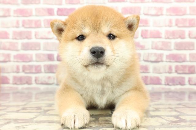 神奈川県の柴犬(標準サイズ) (Coo&RIKU藤沢店/2024年2月26日生まれ/女の子/赤)の子犬