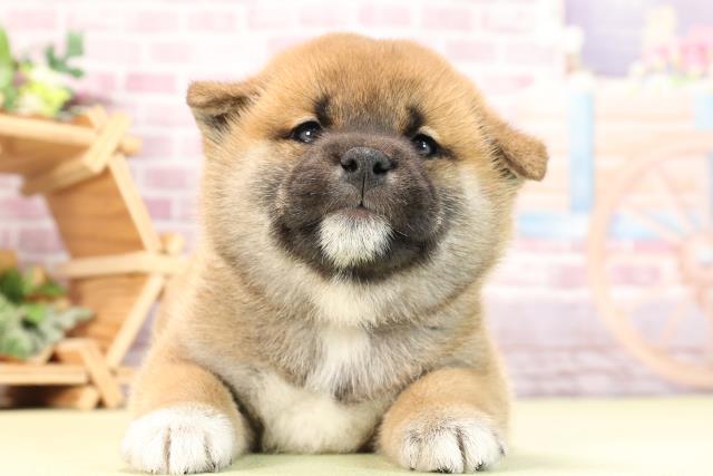 静岡県の柴犬(標準サイズ) (Coo&RIKU富士店/2024年2月27日生まれ/女の子/赤)の子犬