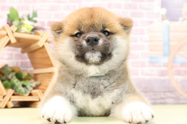 静岡県の柴犬(標準サイズ) (Coo&RIKU浜松店/2024年2月27日生まれ/男の子/赤)の子犬
