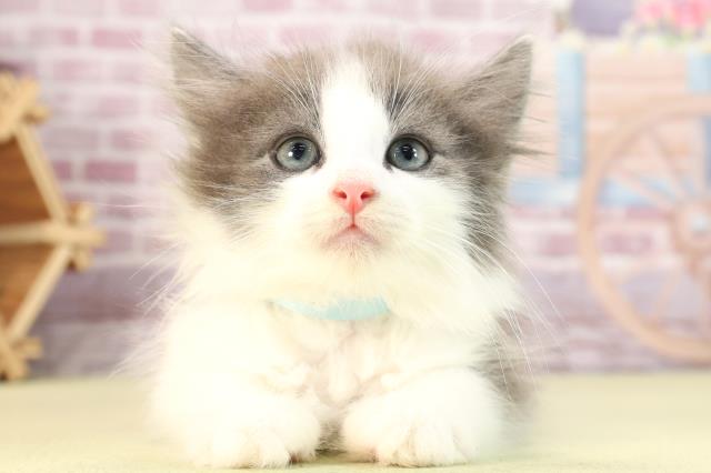 愛知県のノルウェージャンフォレストキャット (Coo&RIKU半田店/2024年2月25日生まれ/男の子/ブルーホワイト)の子猫