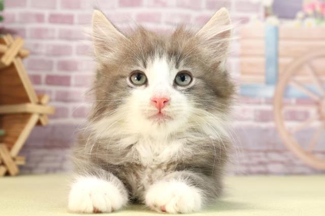 愛知県のノルウェージャンフォレストキャット (Coo&RIKU岡崎店/2024年2月25日生まれ/男の子/ブルーホワイト)の子猫