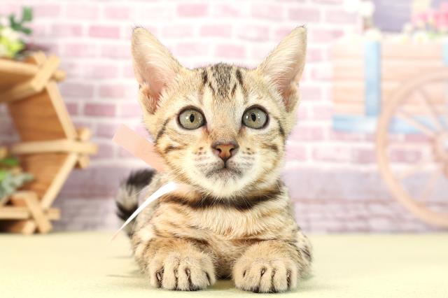 静岡県のベンガル (Coo&RIKU富士店/2024年2月10日生まれ/女の子/ブラウンスポットタビー)の子猫