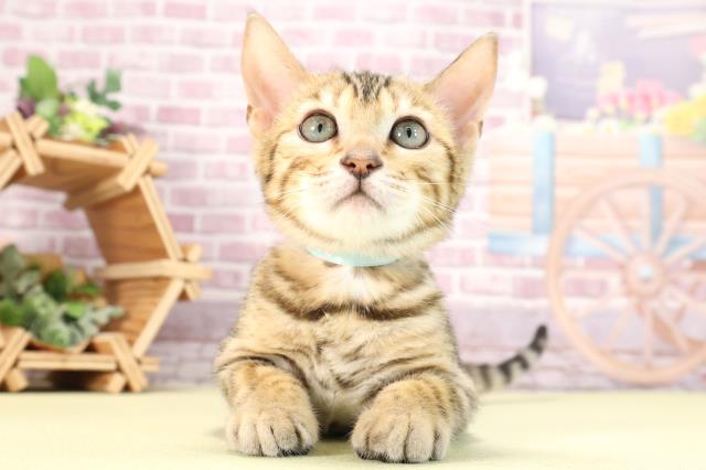 静岡県のベンガル (Coo&RIKU掛川店/2024年1月6日生まれ/男の子/ブラウンスポットタビー)の子猫