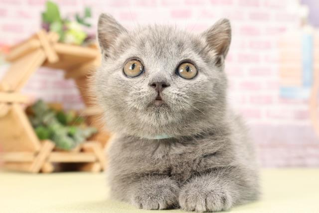 静岡県のブリティッシュショートヘアー (Coo&RIKU沼津店/2024年2月21日生まれ/男の子/ブルー)の子猫