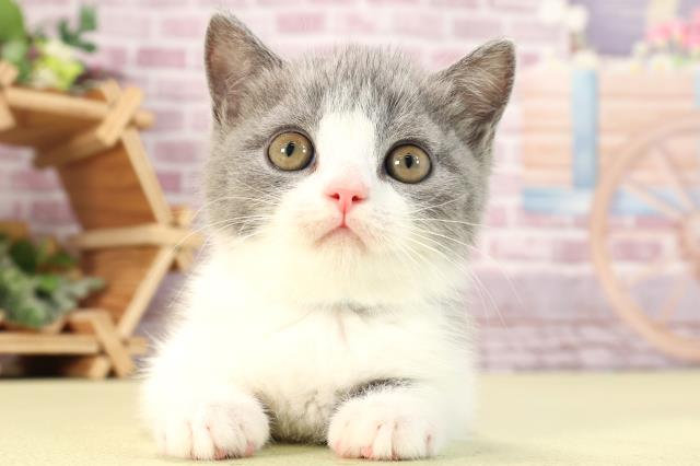 東京都のブリティッシュショートヘアー (Coo&RIKU府中店/2024年2月21日生まれ/男の子/ブルーホワイト)の子猫