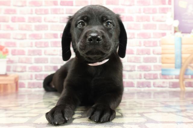 神奈川県のラブラドールレトリーバー (Coo&RIKU横須賀店/2024年2月27日生まれ/女の子/ブラック)の子犬
