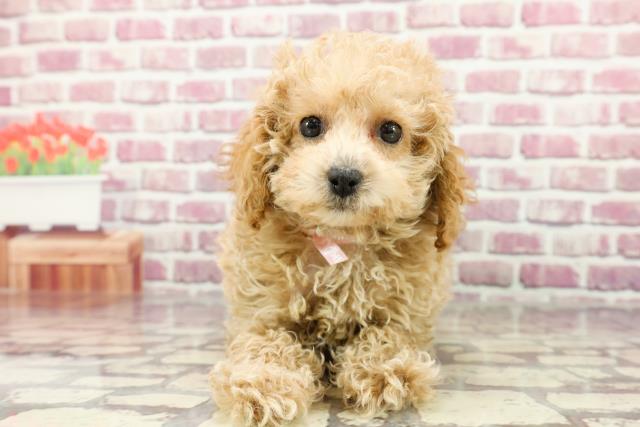 北海道のトイプードル(トイ) (Coo&RIKU室蘭店/2024年2月19日生まれ/女の子/クリーム)の子犬