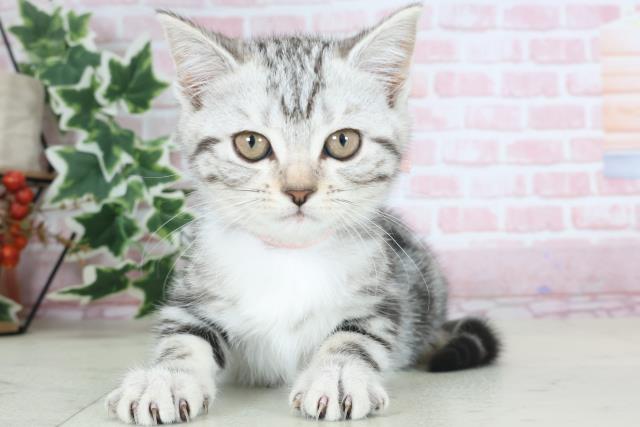 福岡県のアメリカンショートヘアー (Coo&RIKU小倉店/2024年2月22日生まれ/女の子/シルバータビー)の子猫