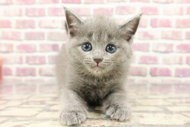 福島県のブリティッシュショートヘアー (Coo&RIKUいわき店/2024年2月28日生まれ/女の子/ブルー)の子猫
