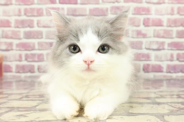 福島県のサイベリアン (Coo&RIKUいわき店/2024年2月26日生まれ/女の子/ブルーホワイト)の子猫
