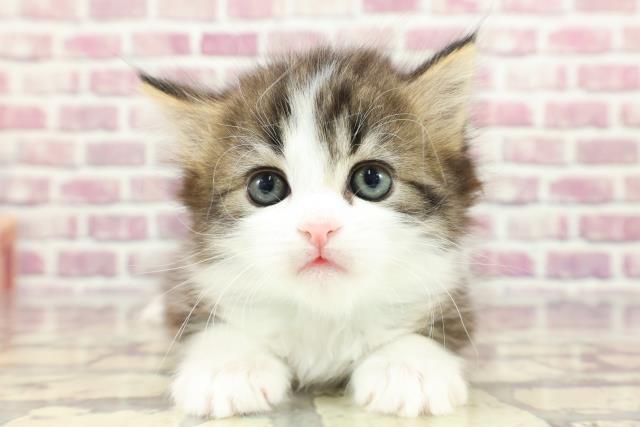 神奈川県のミヌエット (Coo&RIKU横須賀店/2024年2月28日生まれ/男の子/ブラウンタビーホワイト)の子猫