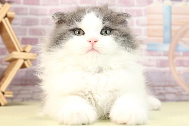 愛知県のスコティッシュフォールド (Coo&RIKU瀬港線守山店/2024年2月22日生まれ/男の子/ブルータビーホワイト)の子猫