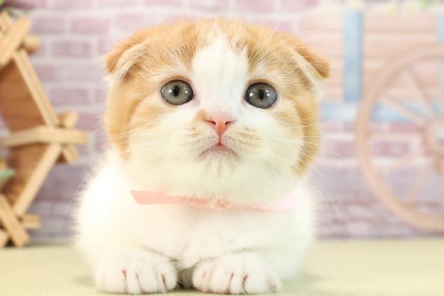 愛知県のスコティッシュフォールド (Coo&RIKU名古屋滝ノ水店/2024年2月19日生まれ/男の子/レッドタビーホワイト)の子猫