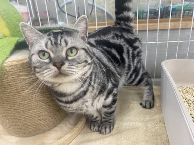 アメリカンショートヘアー