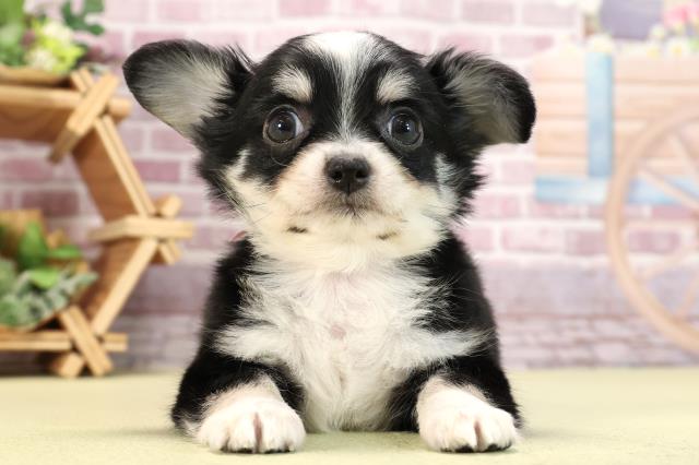 滋賀県のチワワ(ロング) (Coo&RIKUアヤハディオ水口店/2024年2月25日生まれ/女の子/ブラックタンホワイト)の子犬