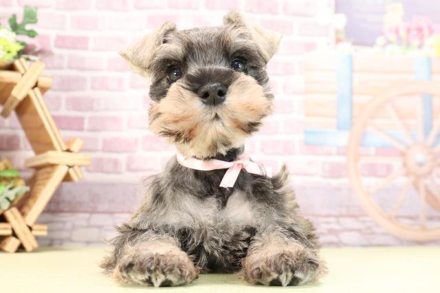愛知県のミニチュアシュナウザー (Coo&RIKU豊橋店/2024年2月26日生まれ/女の子/ソルトペッパー)の子犬