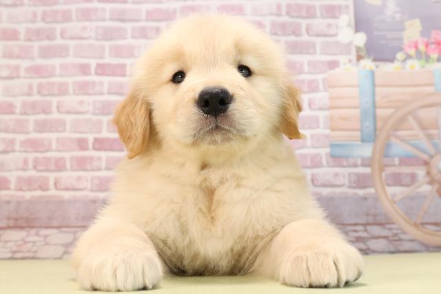 愛知県のゴールデンレトリバー (Coo&RIKU半田店/2024年2月28日生まれ/男の子/ゴールデン)の子犬