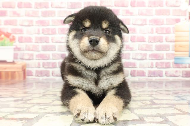 神奈川県の柴犬(標準サイズ) (Coo&RIKU横須賀店/2024年3月2日生まれ/男の子/黒)の子犬