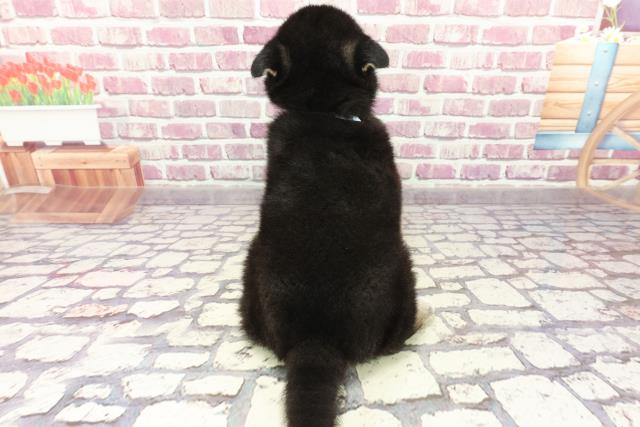 2024年3月2日生まれの柴犬(標準サイズ)の4枚目の写真