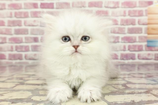 滋賀県のペルシャ (Coo&RIKU東近江店/2024年2月28日生まれ/女の子/チンチラシルバー)の子猫