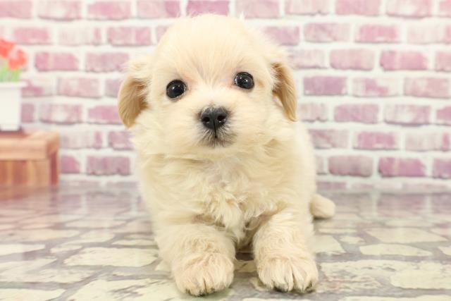 神奈川県のマルプー(マルチーズ×プードル) (Coo&RIKU藤沢店/2024年2月28日生まれ/男の子/アプリコット)の子犬