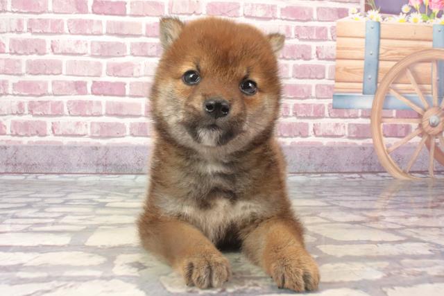 兵庫県の柴犬(標準サイズ) (Coo&RIKU姫路店/2024年2月29日生まれ/男の子/赤)の子犬