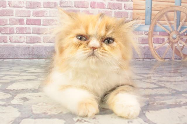 京都府のペルシャ (Coo&RIKU京都店/2024年2月26日生まれ/女の子/キャリコ)の子猫