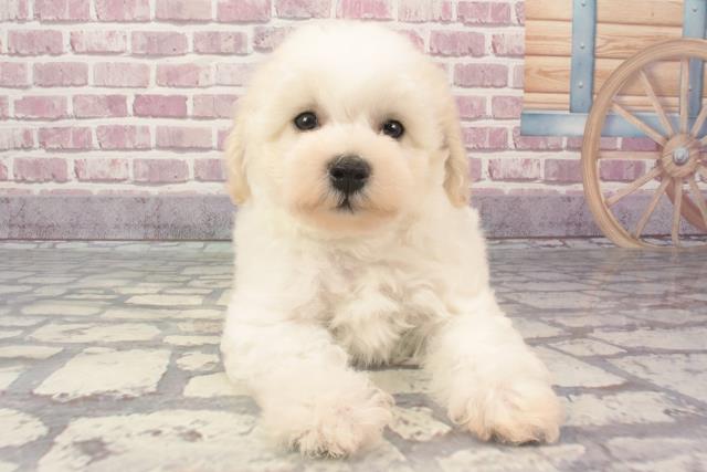 兵庫県のビションフリーゼ (Coo&RIKU神戸東灘店/2024年2月27日生まれ/男の子/ホワイト)の子犬