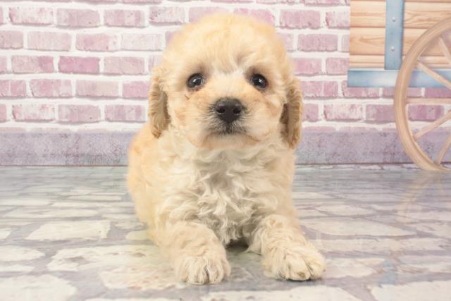 兵庫県のマルプー(マルチーズ×プードル) (Coo&RIKU姫路店/2024年2月28日生まれ/女の子/アプリコット)の子犬
