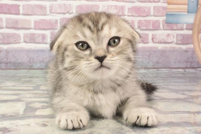 兵庫県のスコティッシュフォールド (Coo&RIKU尼崎店/2024年2月27日生まれ/女の子/シルバーパッチドタビー)の子猫