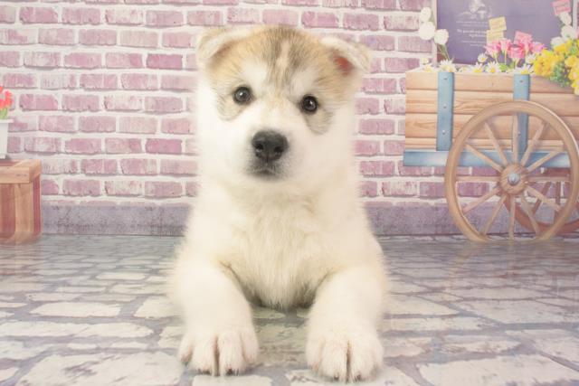 兵庫県のシベリアンハスキー (Coo&RIKU尼崎店/2024年2月29日生まれ/女の子/シルバーホワイト)の子犬