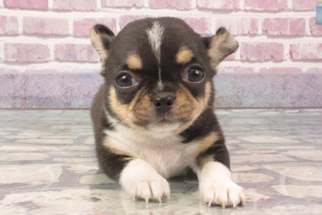 兵庫県のチワワ(スムース) (Coo&RIKU尼崎店/2024年2月27日生まれ/女の子/ブラッククリームホワイト)の子犬