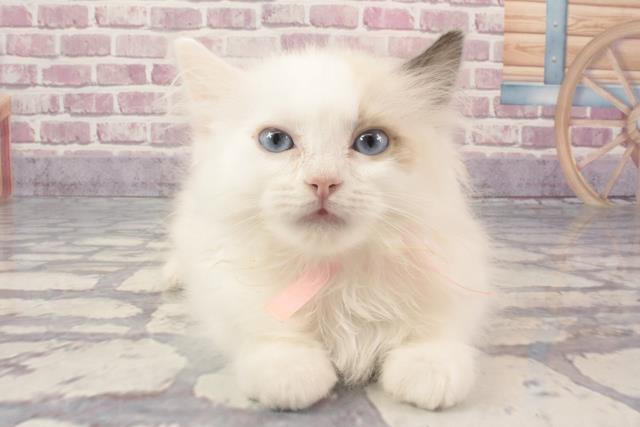 滋賀県のラグドール (Coo&RIKU東近江店/2024年2月20日生まれ/女の子/ブルークリームポイントバイカラー)の子猫