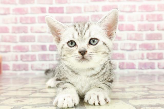 東京都のアメリカンショートヘアー (Coo&RIKU池袋西口店/2024年3月2日生まれ/男の子/シルバータビー)の子猫