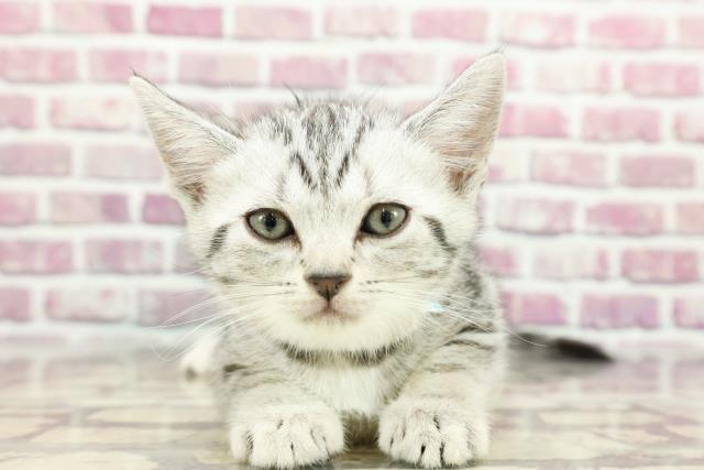 神奈川県のアメリカンショートヘアー (Coo&RIKU日吉店/2024年3月2日生まれ/男の子/シルバータビー)の子猫