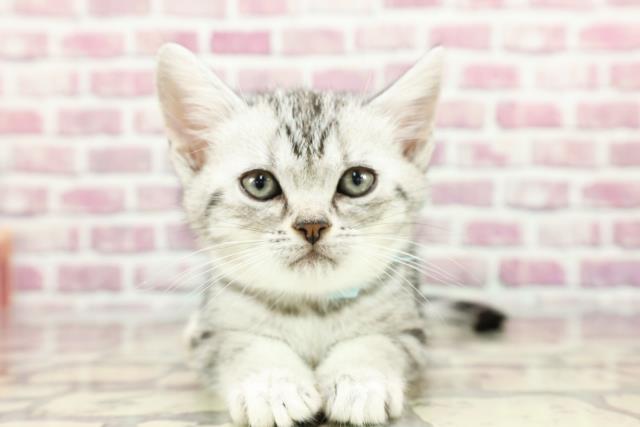 千葉県のアメリカンショートヘアー (Coo&RIKU東船橋店/2024年3月2日生まれ/男の子/シルバータビー)の子猫