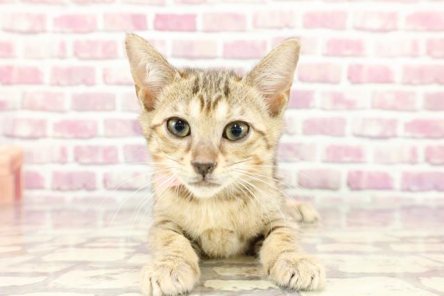 東京都のエジプシャンマウ (Coo&RIKU下北沢店/2024年3月1日生まれ/女の子/ブロンズ)の子猫