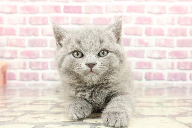 東京都のブリティッシュショートヘアー (Coo&RIKU赤坂店/2024年3月2日生まれ/男の子/ブルー)の子猫