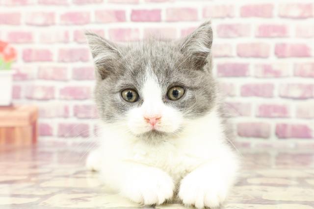 東京都のブリティッシュショートヘアー (Coo&RIKU阿佐ヶ谷店/2024年3月2日生まれ/男の子/ブルーホワイト)の子猫