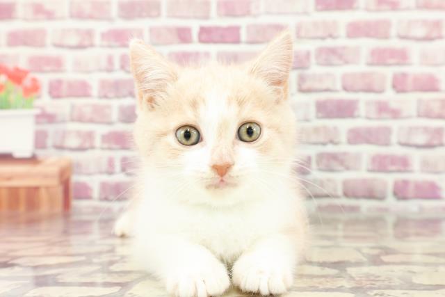 東京都のブリティッシュショートヘアー (Coo&RIKU下北沢店/2024年3月2日生まれ/男の子/クリームタビーホワイト)の子猫